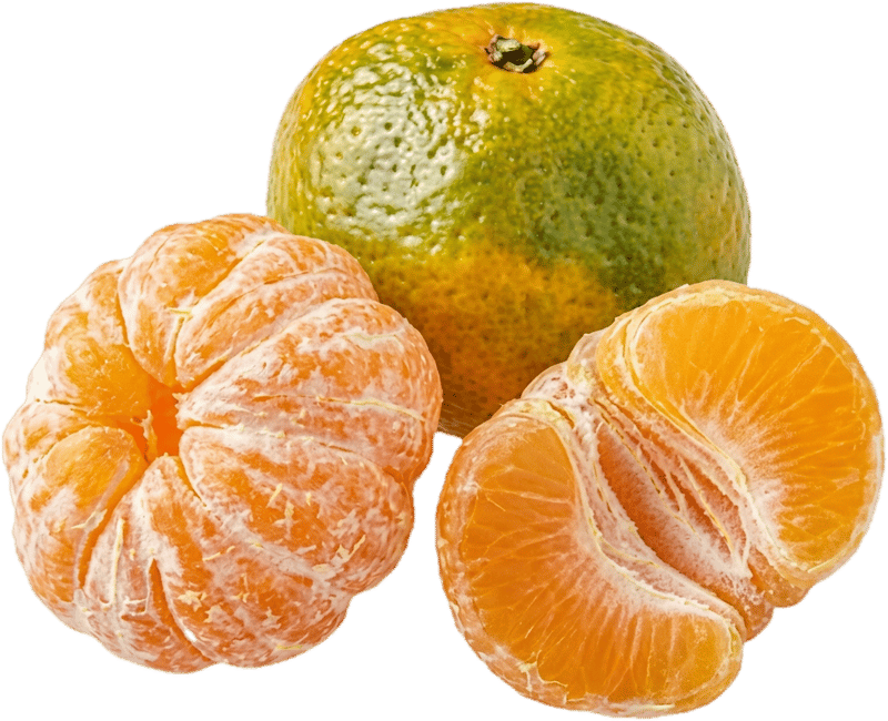 Satsuma 1Stk.