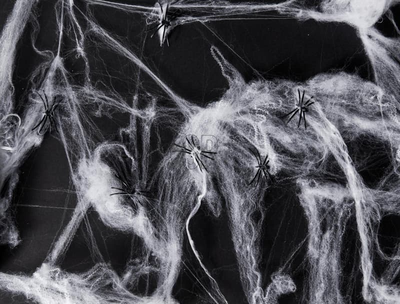 Spider Web with 6 Spiders
