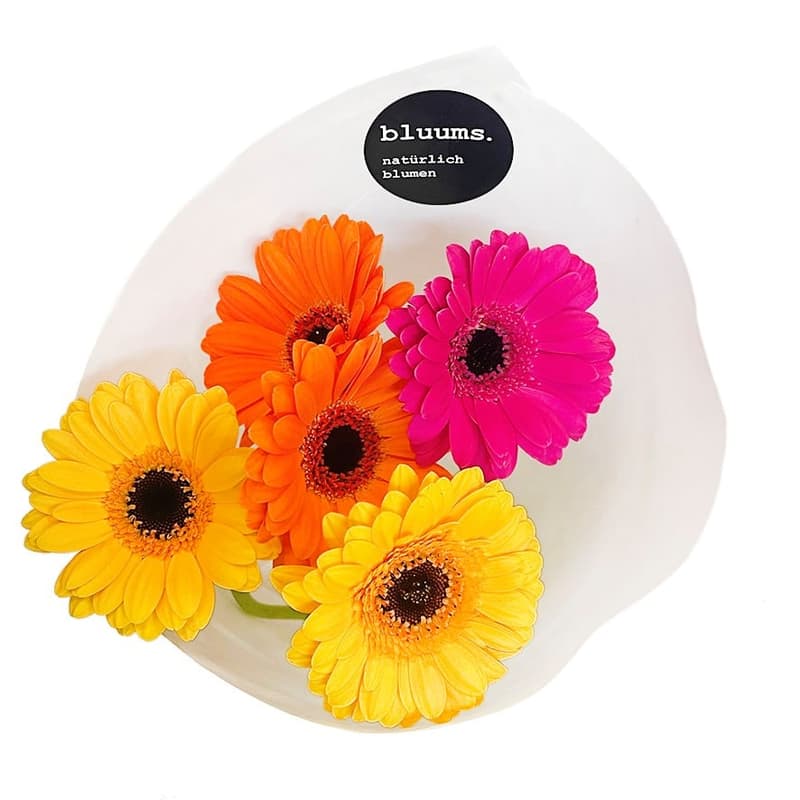 bluums. Germini colorful