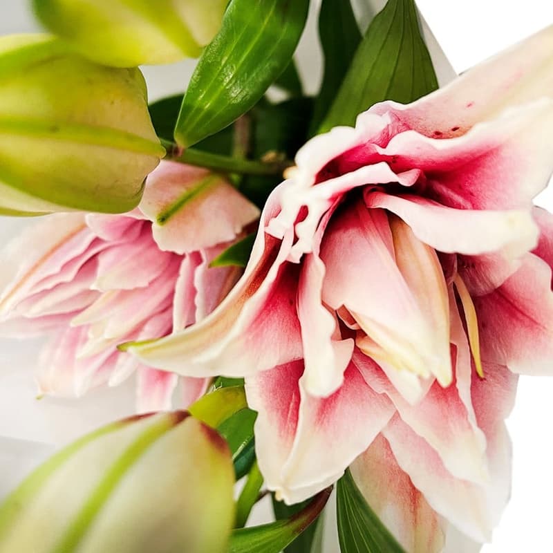 bluums. Lilies pink
