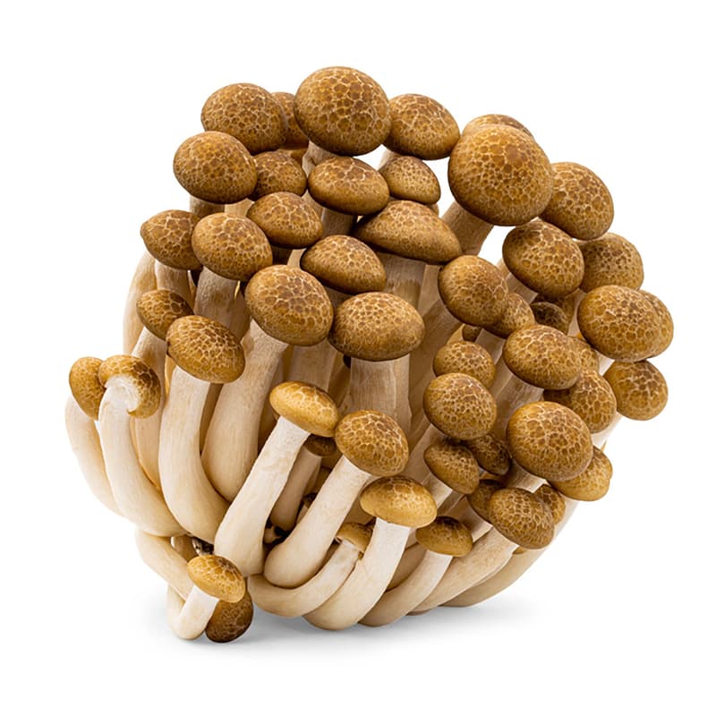 Beech mushroom brown, shell