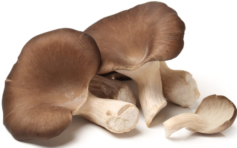 Organic oyster mushrooms, shell