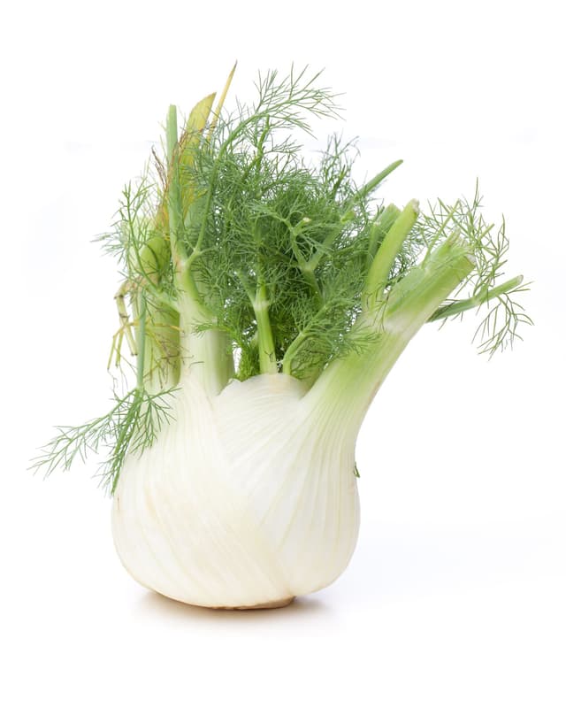 fennel