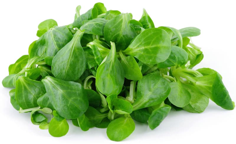 Keltenhof lamb's lettuce