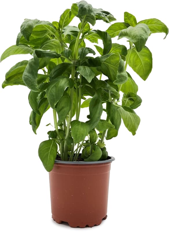 Potager's Basil Genovese in a pot