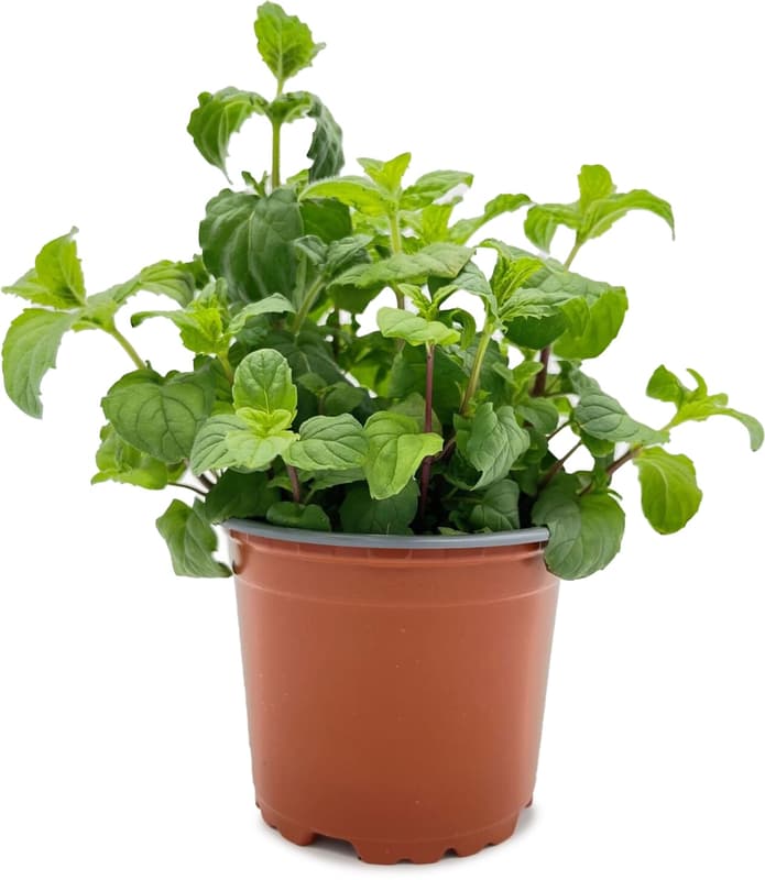 Potager's Mint in a Pot