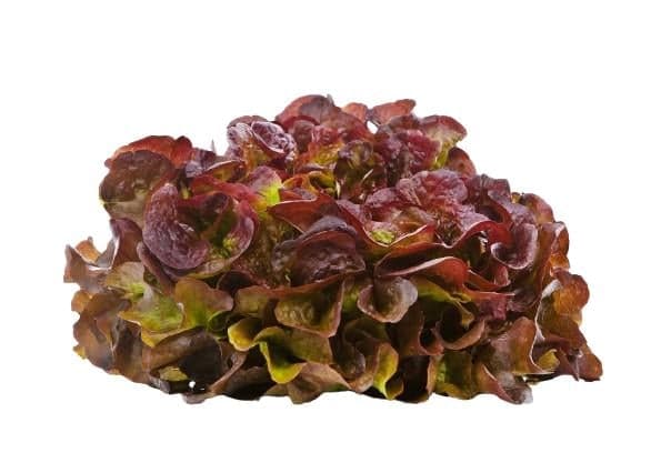 Watzkendorf's ORGANIC oak leaf lettuce red