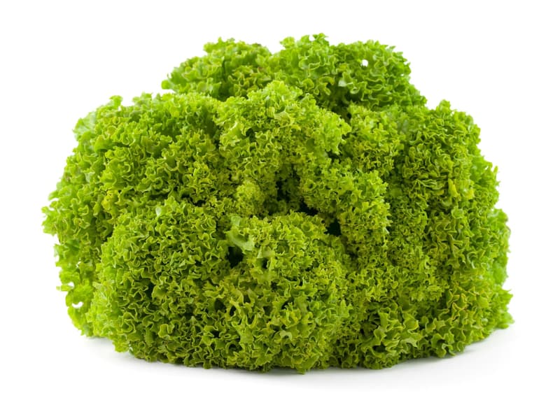 Watzkendorf's ORGANIC oak leaf lettuce green