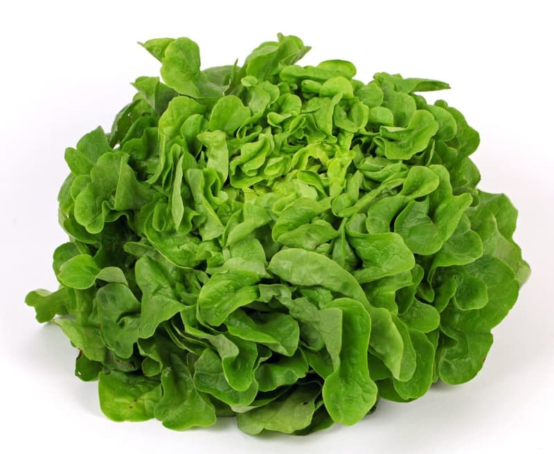 Watzkendorf's ORGANIC oak leaf lettuce green