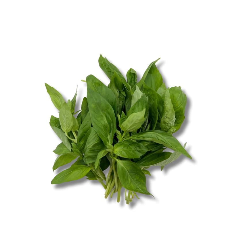 Basil