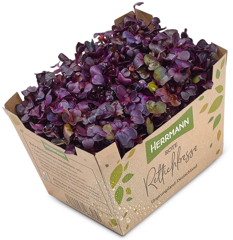 Organic red radish cress