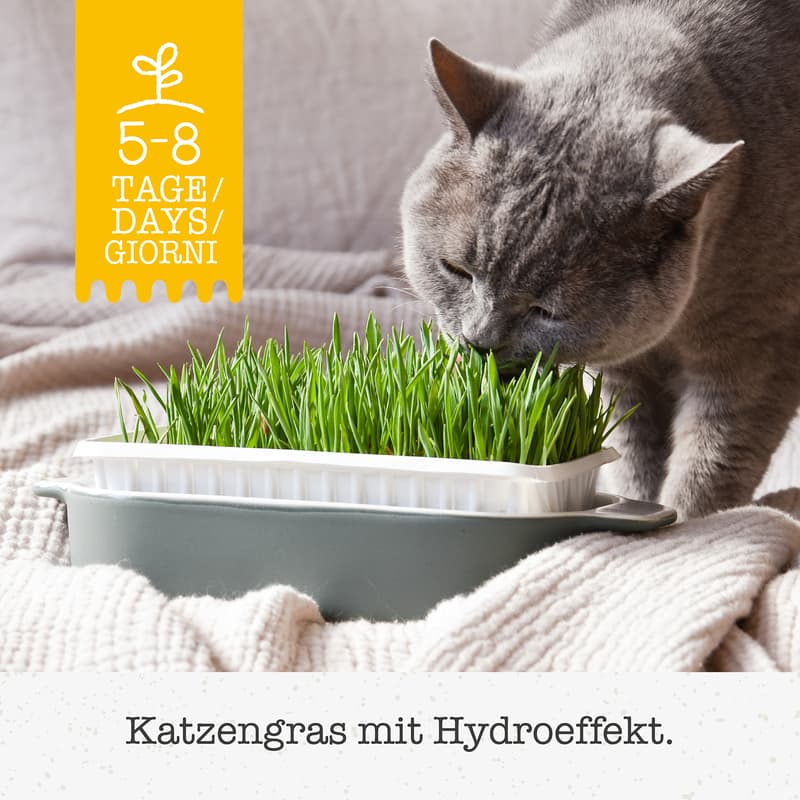 GimCat Hydro-Grass