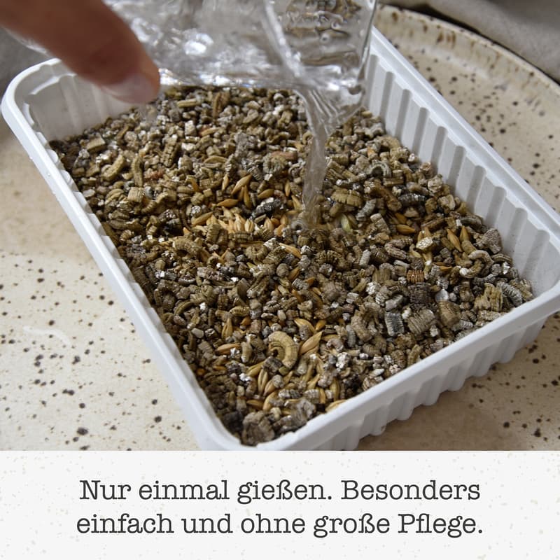 GimCat Hydro-Grass