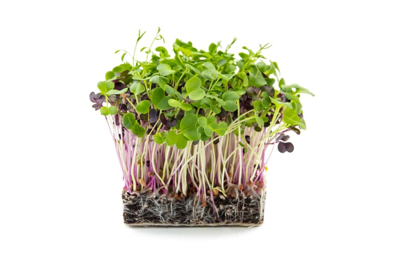 Supergreen's ORGANIC Salad Mix