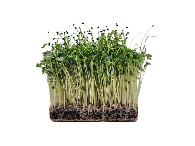 Supergreen's ORGANIC On bread, mild