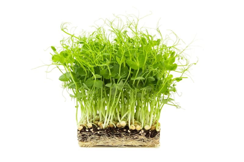 Supergrün's BIO Erbsen Microgreens