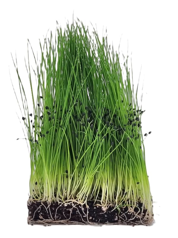 Supergreen's ORGANIC chives