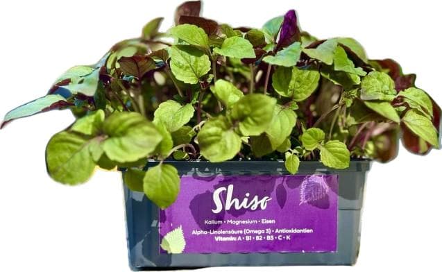 Supergrün's ORGANIC Shiso bicolor