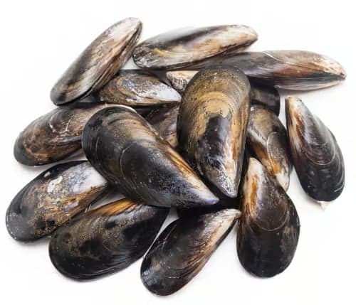 Mussels
