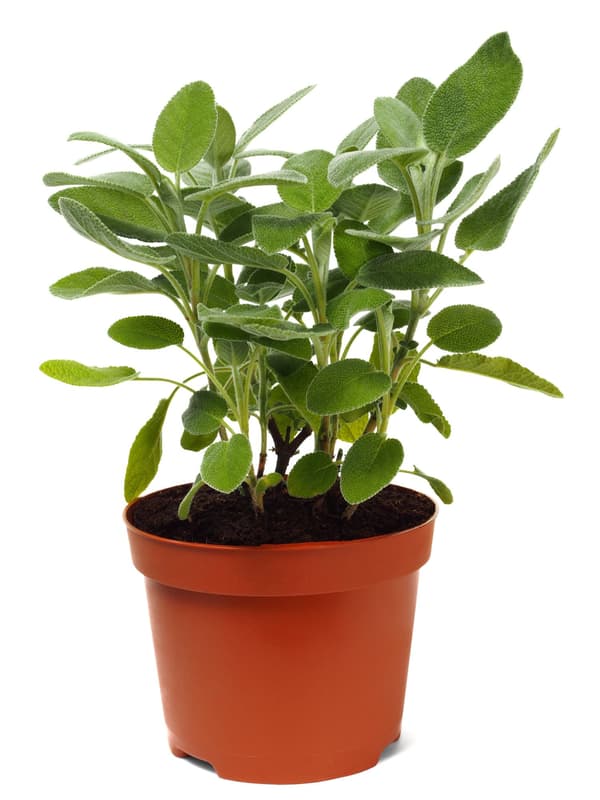 Potager's sage in a pot