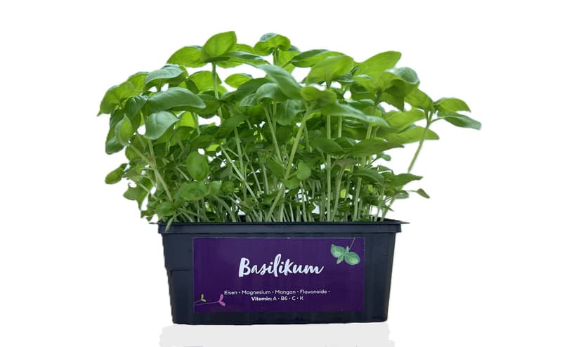 Supergrün's BIO Basilikum