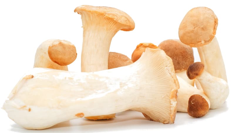 Organic king oyster mushrooms, shell