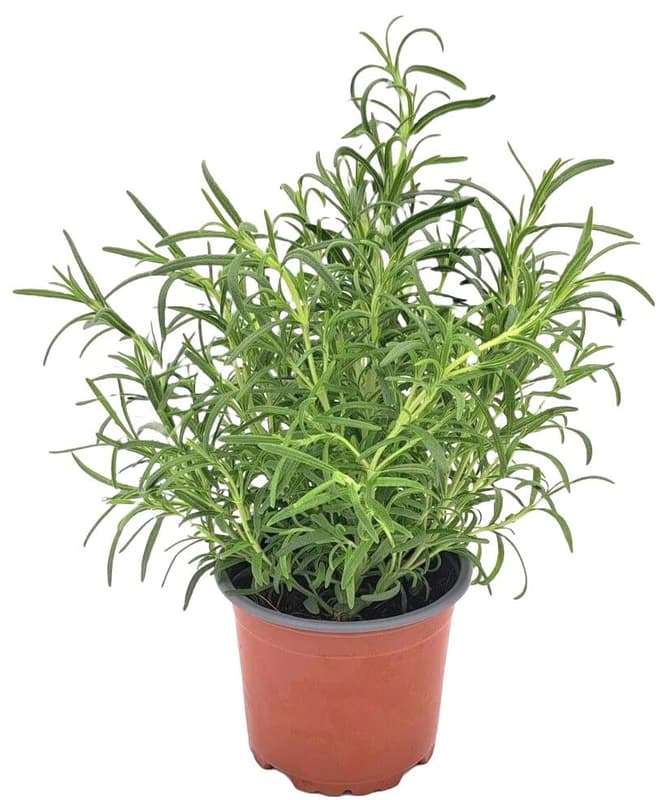 Potager's rosemary in a pot