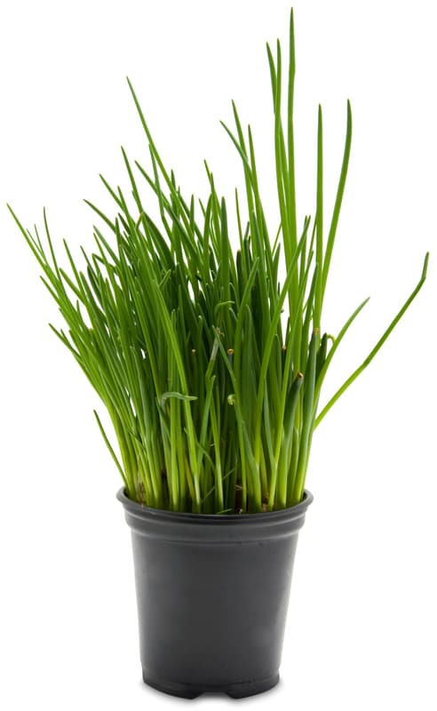 Organic chives in a pot