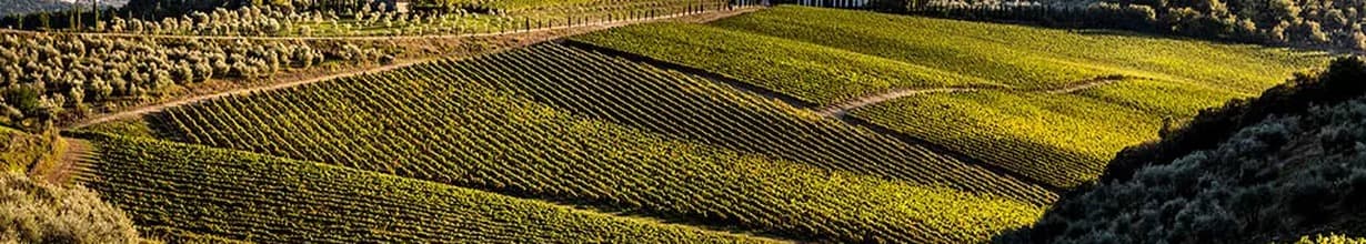 🍷Winzer des Monats