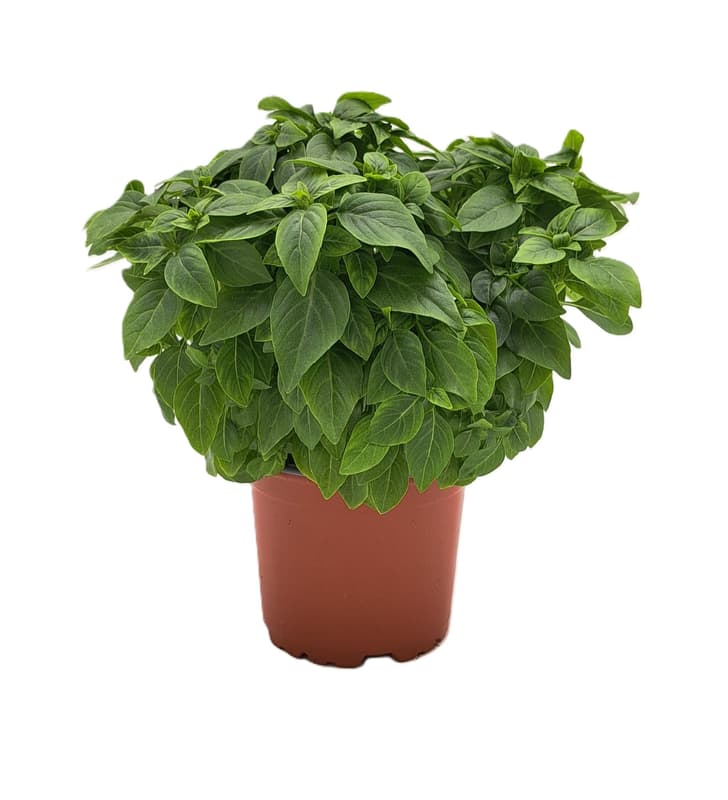 Potager´s Berliner griechisches Basilikum, Topf