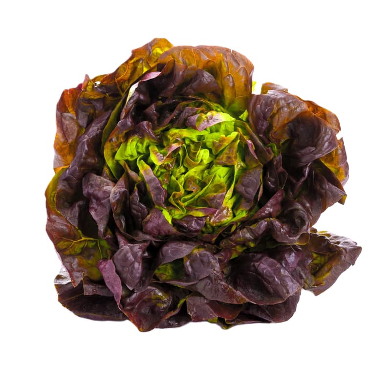 Watzkendorf´s BIO Kopfsalat rot, 1 Stk.