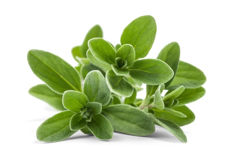 Zielke's BIO Oregano, Bund