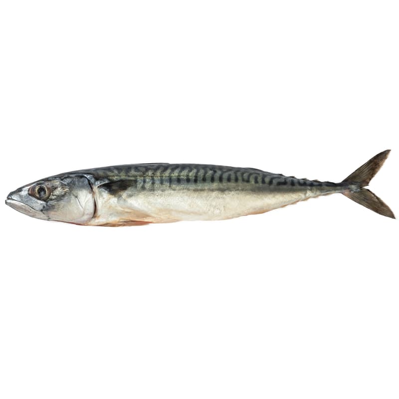 Whole mackerel