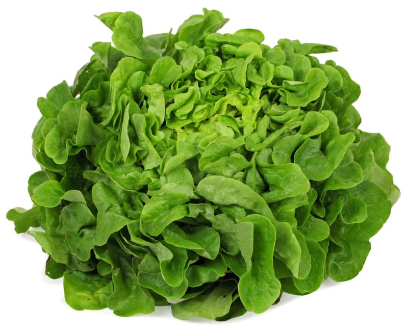 Oak leaf lettuce green
