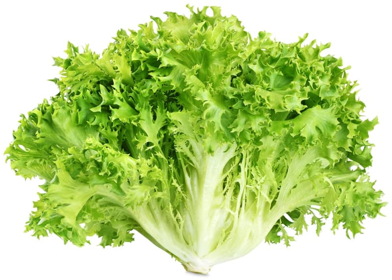Endive lettuce