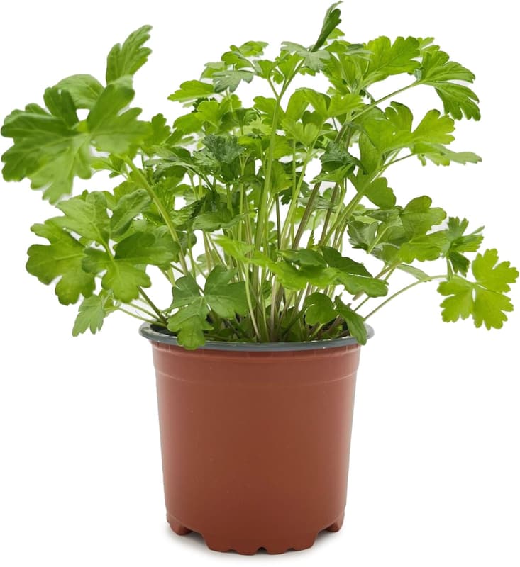 Potager's Berliner Petersilie Glatt, Topf