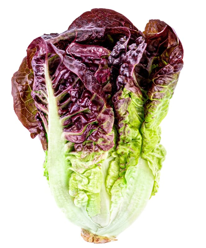 Watzkendorf's ORGANIC romaine lettuce red