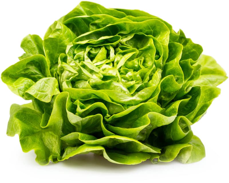 Watzkendorf's BIO Kopfsalat grün, 1 Stk.