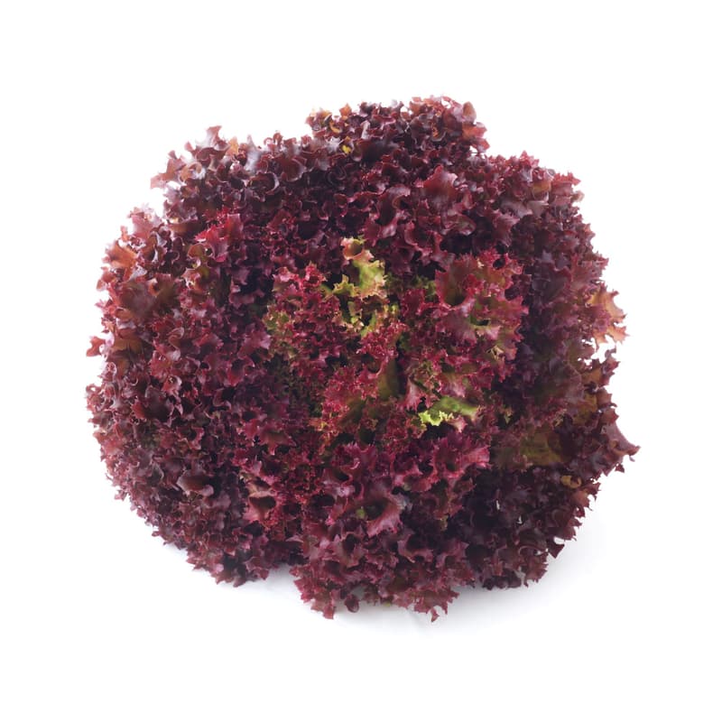 Watzkendorf's BIO Batavia rot, 1 Stk.