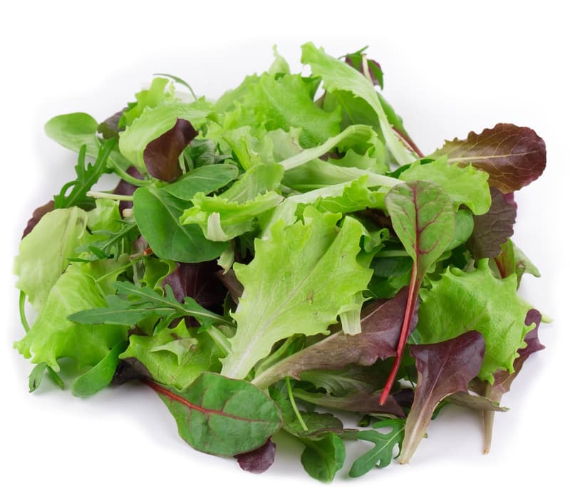 Watzkendorf's BIO Salat-Mix Winter, Schale