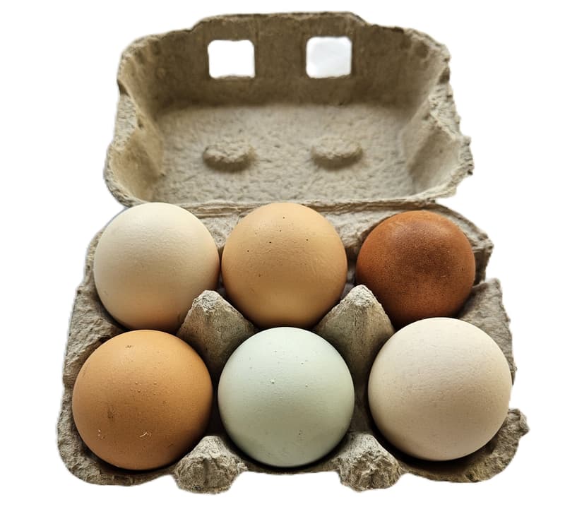 Marans Spezialzucht Frischeier von original französischen Rassehühnern 6er