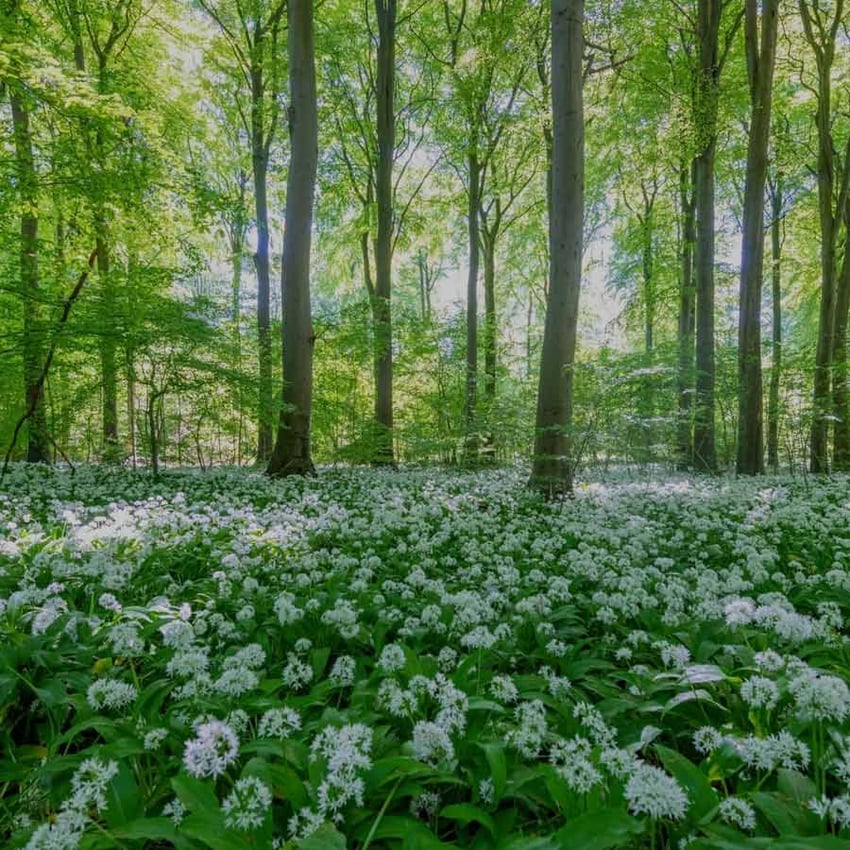 Der Bärlauch ist los