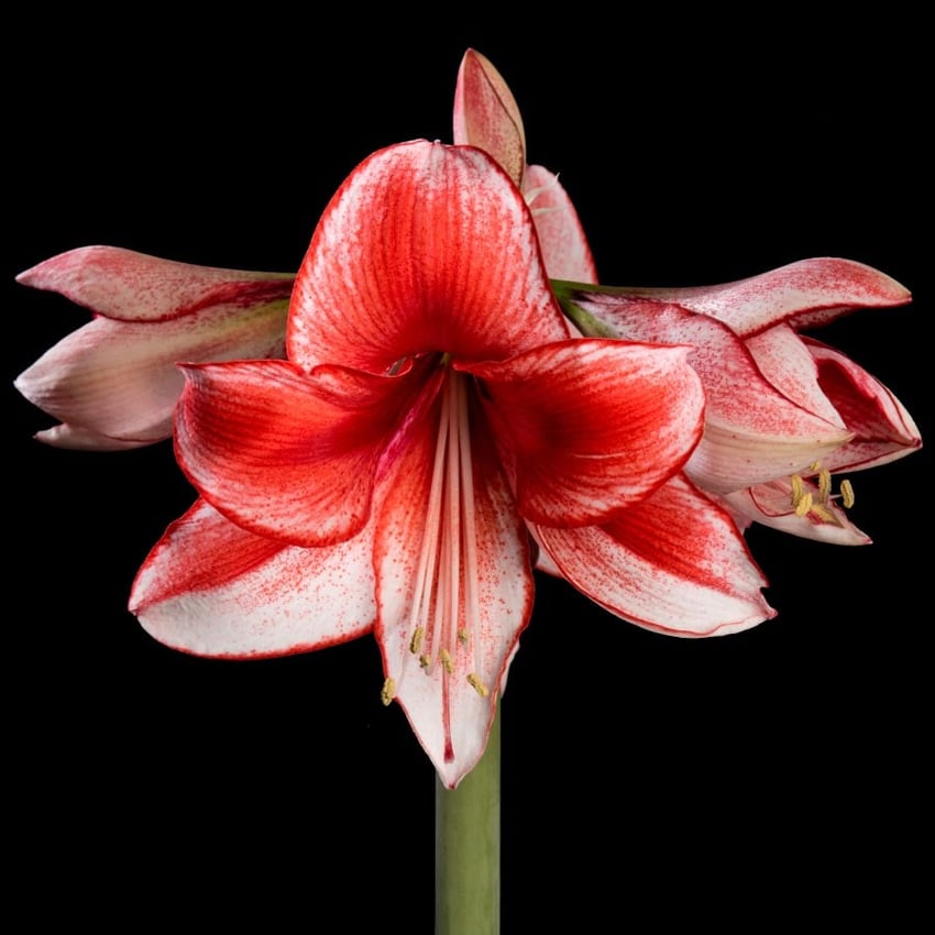 Amaryllis Charisma